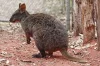 Klokan quokka