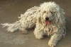 Komondor