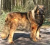 Leonberger