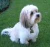 Lhasa Apso