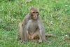 Makak rhesus