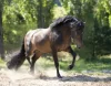 New Forest Pony