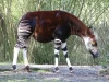 Okapi