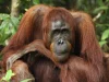 Orangutan bornejský