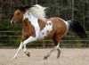 Paint Horse