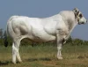 Plemeno Piemontese