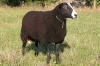 Plemeno ovce Zwartbles