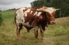 Plemeno skotu Texas longhorn