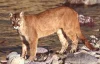 Puma americká