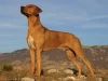 Rhodeský ridgeback