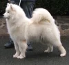 Samojed