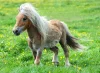 Shetlandský pony