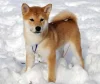 Shiba