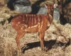 Sitatunga