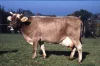 Švýcarský hnědý skot - brown swiss