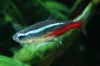 Tetra neonová