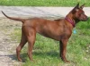 Thajský ridgeback