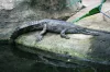 Tomistoma úzkohlavá