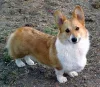 Welsh Corgi Pembroke