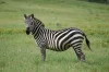 Zebra stepní